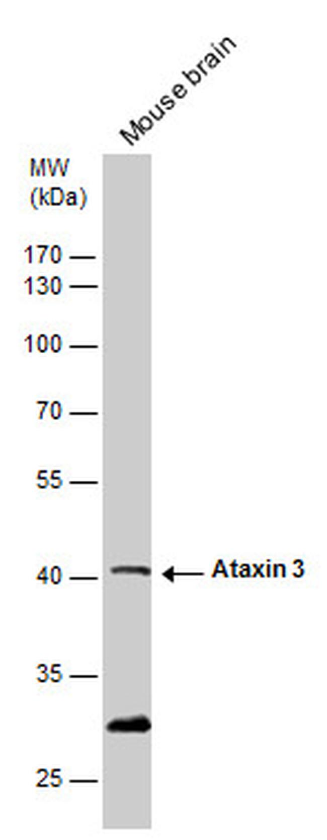 Ataxin 3 Antibody in Western Blot (WB)