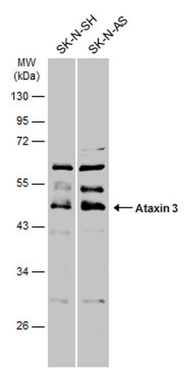 Ataxin 3 Antibody in Western Blot (WB)