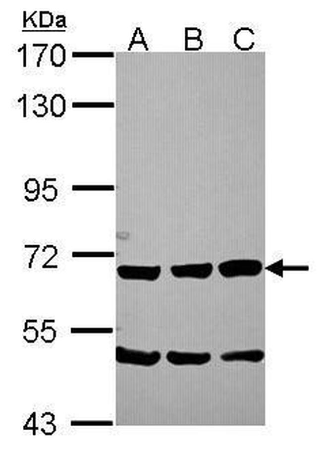 Chromogranin C Antibody in Western Blot (WB)