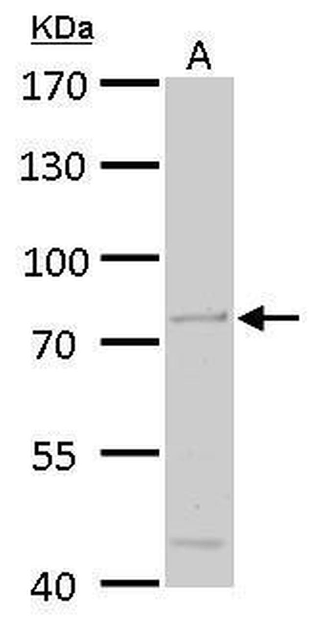 ACOX3 Antibody in Western Blot (WB)