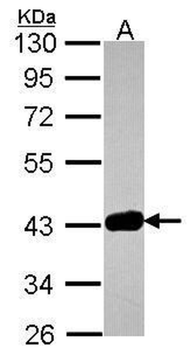 GRAP2 Antibody in Western Blot (WB)