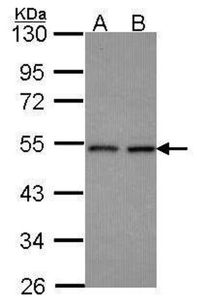 HEAB Antibody in Western Blot (WB)