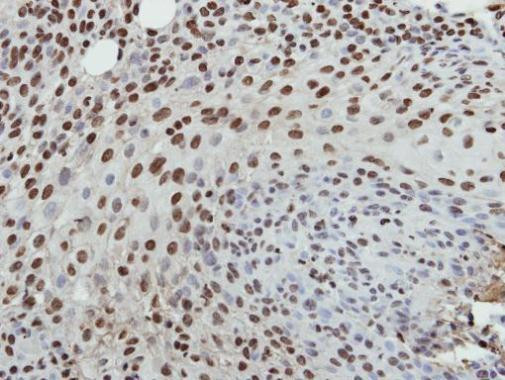 Histone H3.3 Antibody in Immunohistochemistry (Paraffin) (IHC (P))