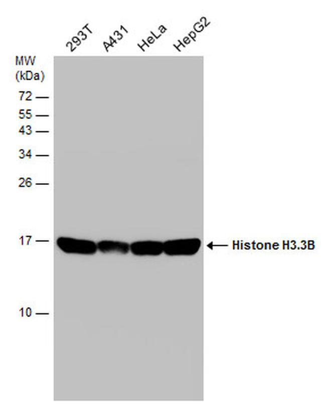Histone H3.3 Antibody in Western Blot (WB)