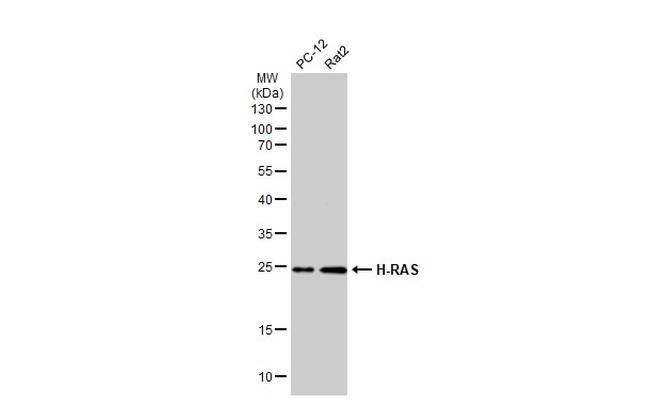 H-Ras Antibody in Western Blot (WB)