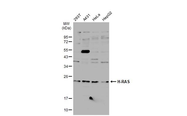 H-Ras Antibody in Western Blot (WB)