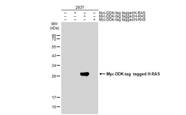 H-Ras Antibody in Western Blot (WB)