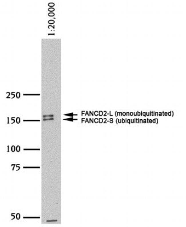 FANCD2 Antibody in Western Blot (WB)