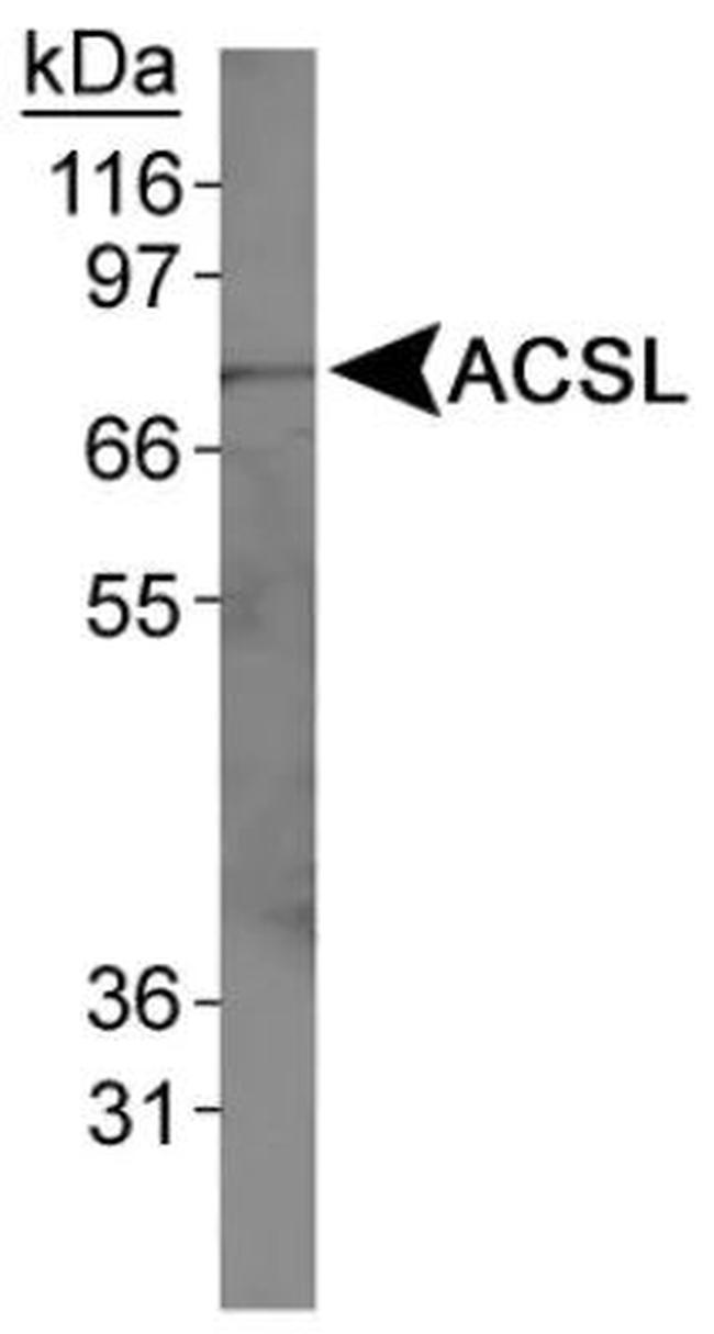 ACSL1 Antibody in Western Blot (WB)