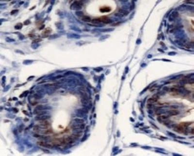 AGR2 Antibody in Immunohistochemistry (Paraffin) (IHC (P))