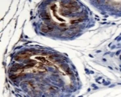 AGR2 Antibody in Immunohistochemistry (Paraffin) (IHC (P))