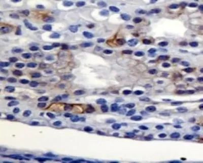 AGR2 Antibody in Immunohistochemistry (Paraffin) (IHC (P))