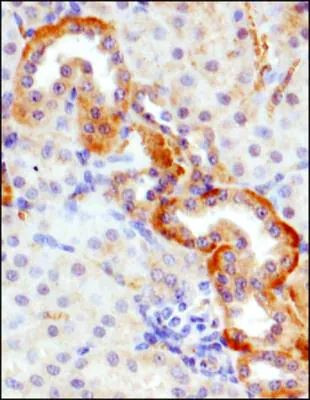 GLUT9 Antibody in Immunohistochemistry (Paraffin) (IHC (P))