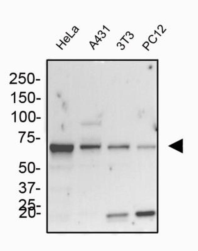 GRP78 Antibody in Western Blot (WB)