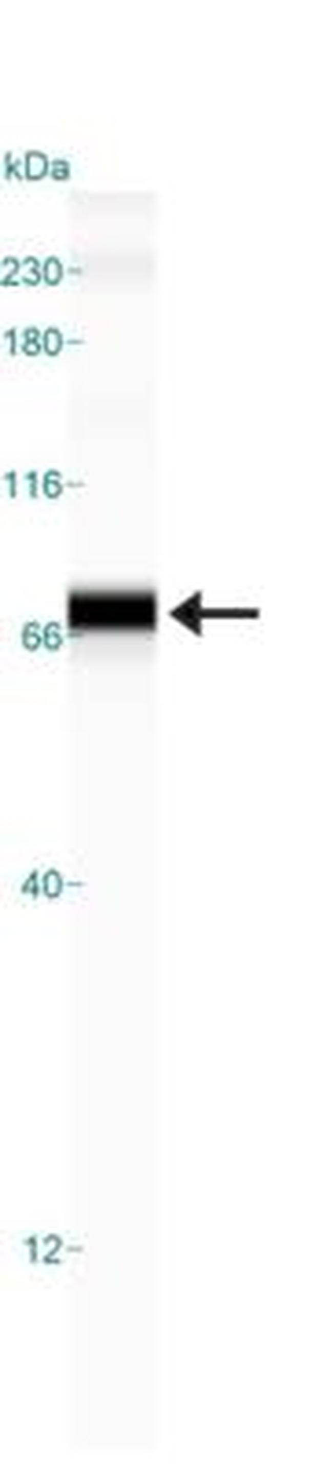 GRP78 Antibody in Western Blot (WB)