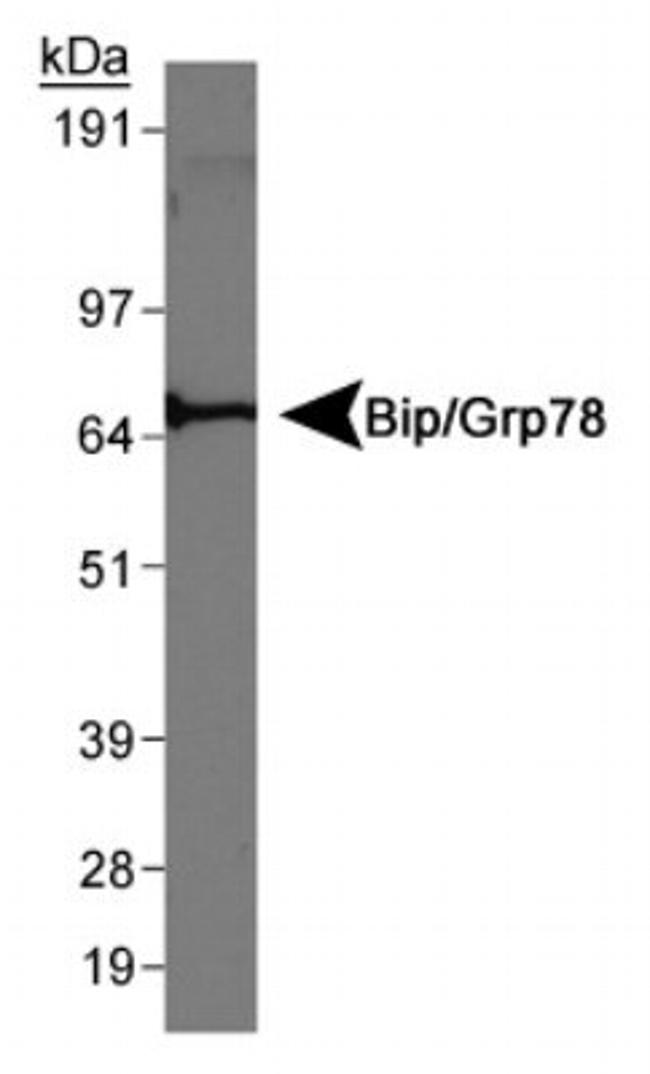 GRP78 Antibody in Western Blot (WB)