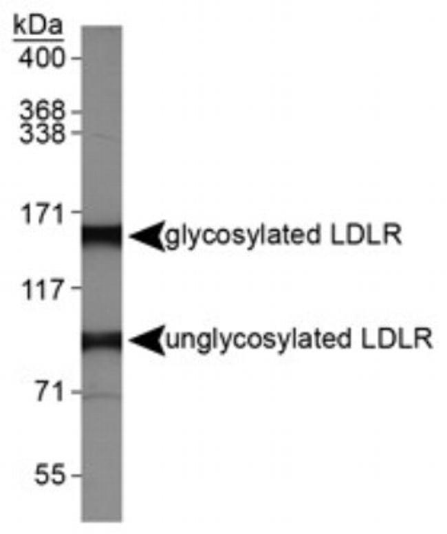 LDLR Antibody in Western Blot (WB)