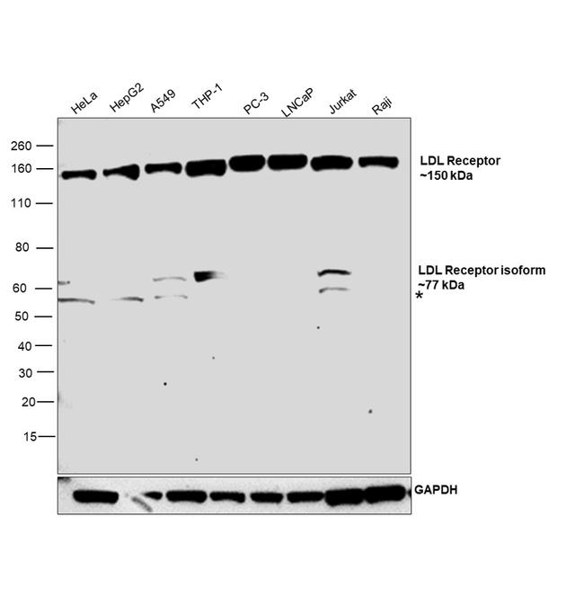 LDLR Antibody in Western Blot (WB)