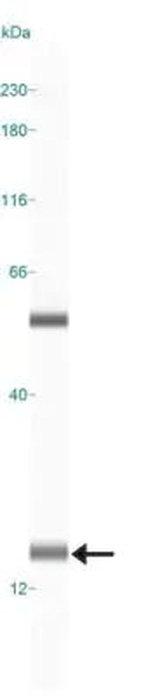 LC3A Antibody in Western Blot (WB)