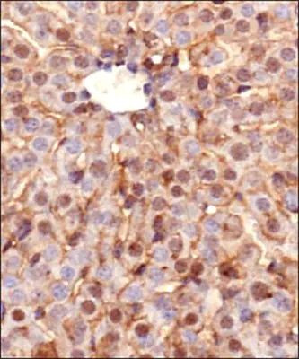 Ferroportin Antibody in Immunohistochemistry (Paraffin) (IHC (P))