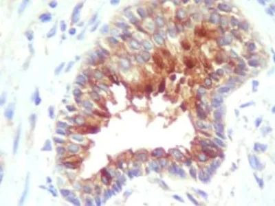 cIAP2 Antibody in Immunohistochemistry (Paraffin) (IHC (P))