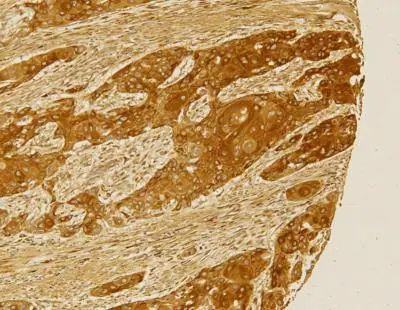 Folliculin Antibody in Immunohistochemistry (Paraffin) (IHC (P))