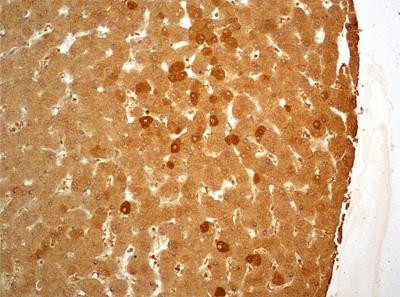 Folliculin Antibody in Immunohistochemistry (Paraffin) (IHC (P))