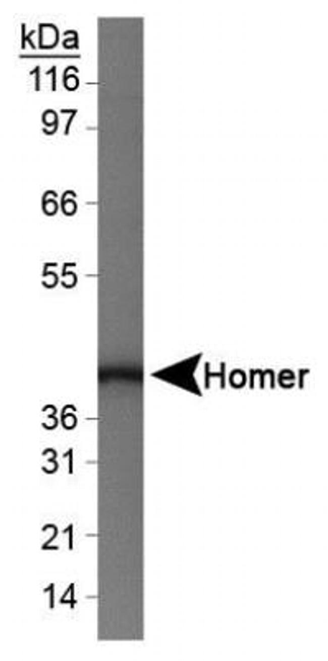 HOMER1 Antibody in Western Blot (WB)