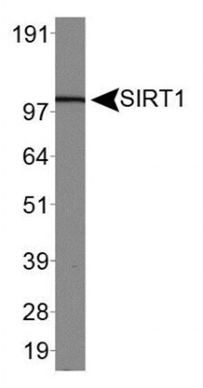 SIRT1 Antibody in Western Blot (WB)