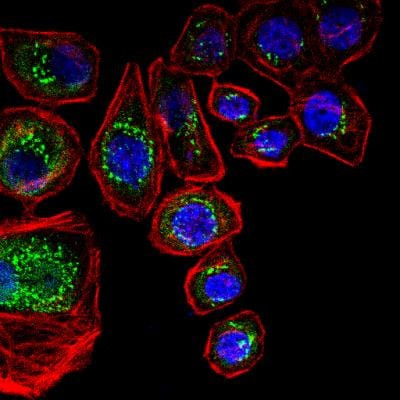 TGN46 Antibody in Immunocytochemistry (ICC/IF)