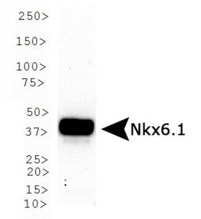 Nkx6.1 Antibody in Western Blot (WB)