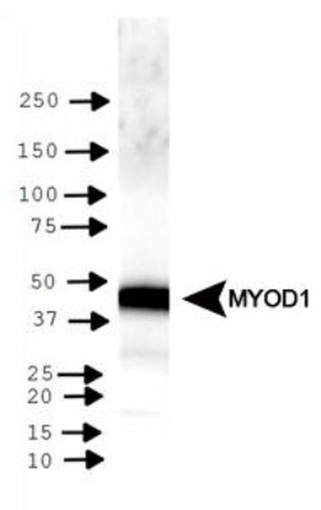 MYOD Antibody in Western Blot (WB)