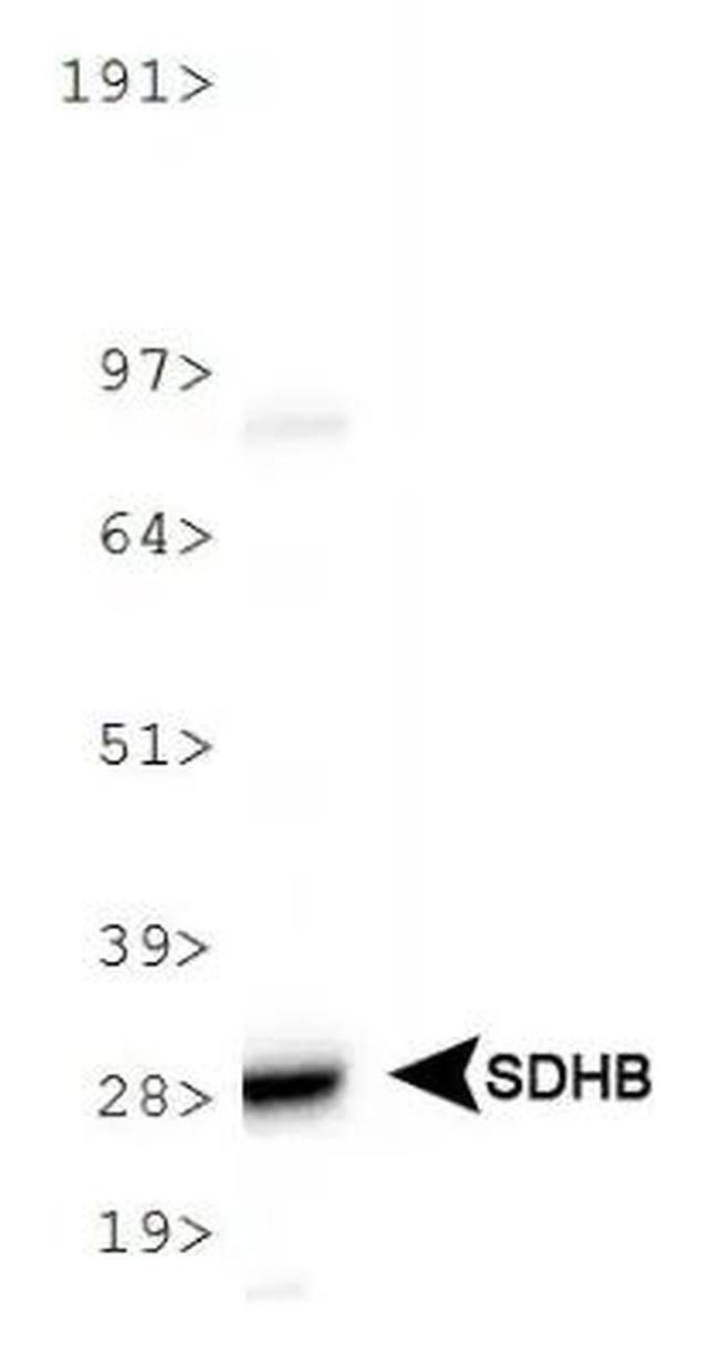 SDHB Antibody in Western Blot (WB)