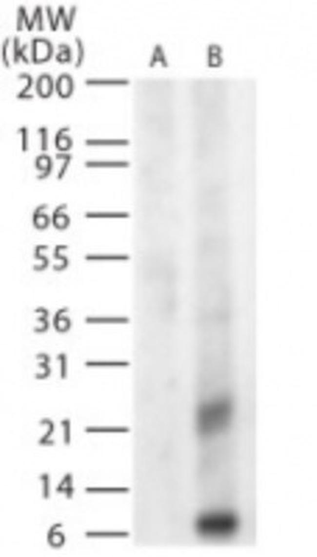 West Nile Virus Glycoprotein M Antibody in Western Blot (WB)