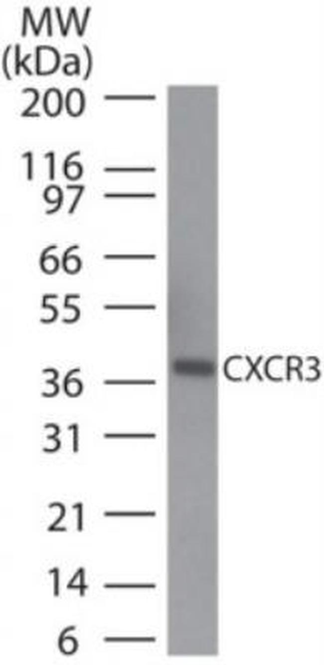 CXCR3 Antibody in Western Blot (WB)