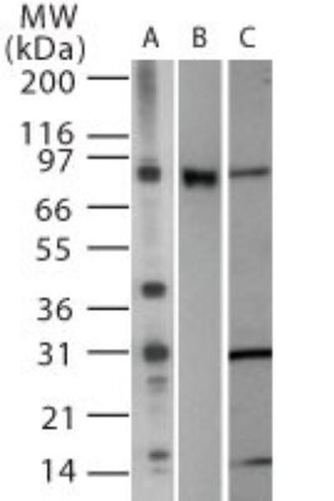 TLR2 Antibody in Western Blot (WB)