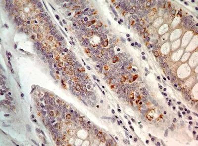 AGR2 Antibody in Immunohistochemistry (Paraffin) (IHC (P))