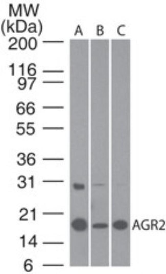 AGR2 Antibody in Western Blot (WB)