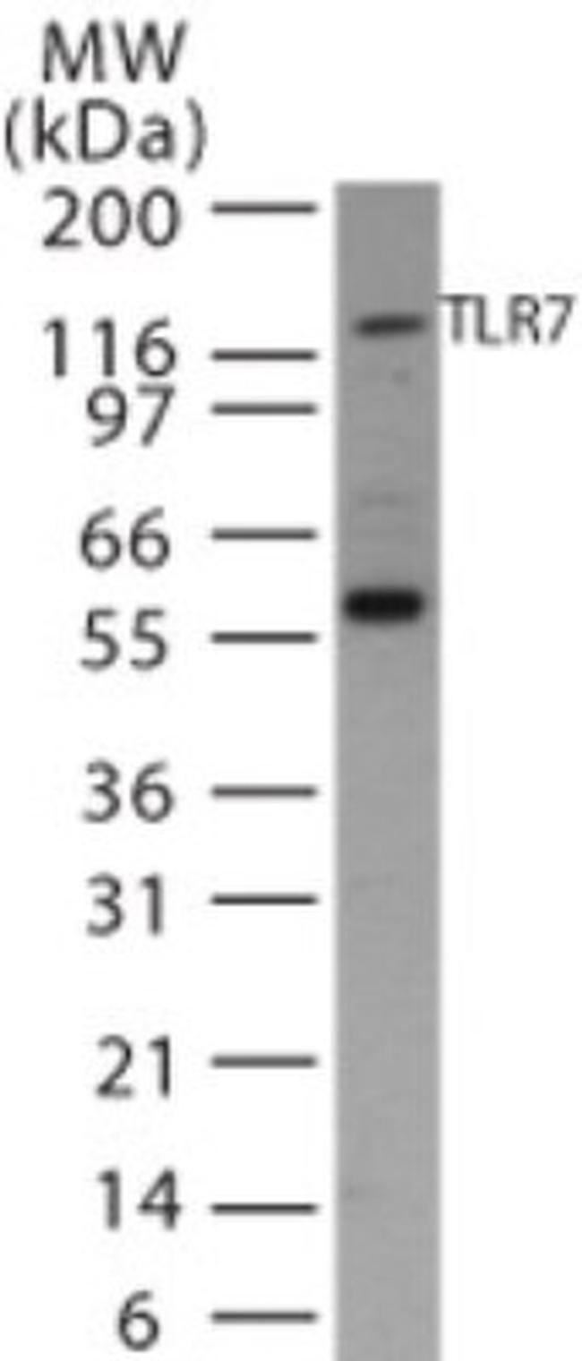 TLR7 Antibody in Western Blot (WB)