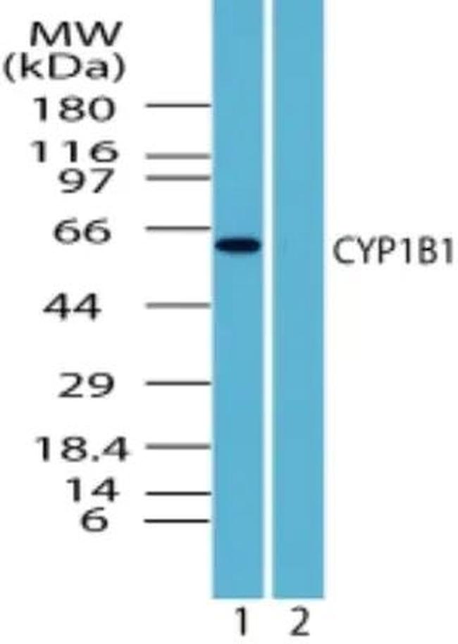 CYP1B1 Antibody in Western Blot (WB)