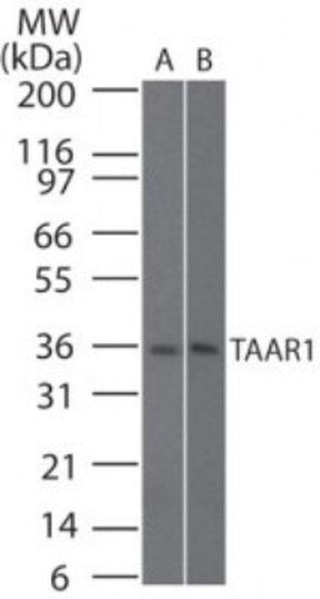 TAAR1 Antibody in Western Blot (WB)