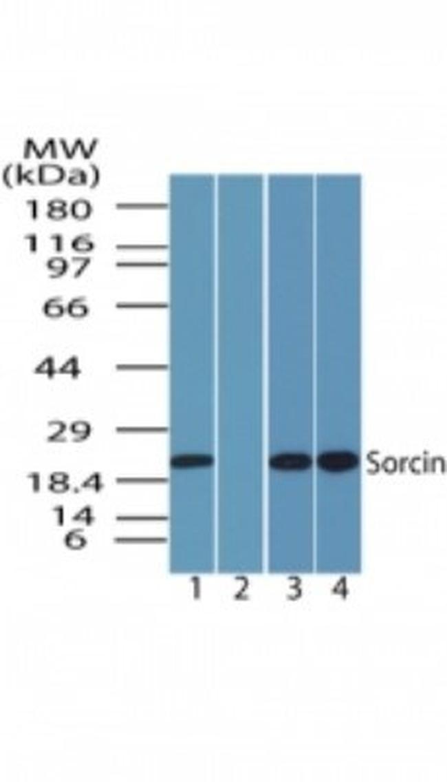 Sorcin Antibody in Western Blot (WB)