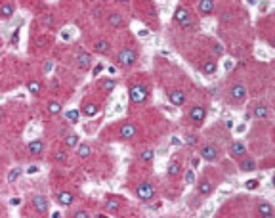 MARCH4 Antibody in Immunohistochemistry (Paraffin) (IHC (P))