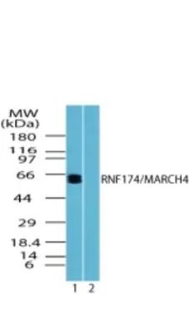 MARCH4 Antibody in Western Blot (WB)