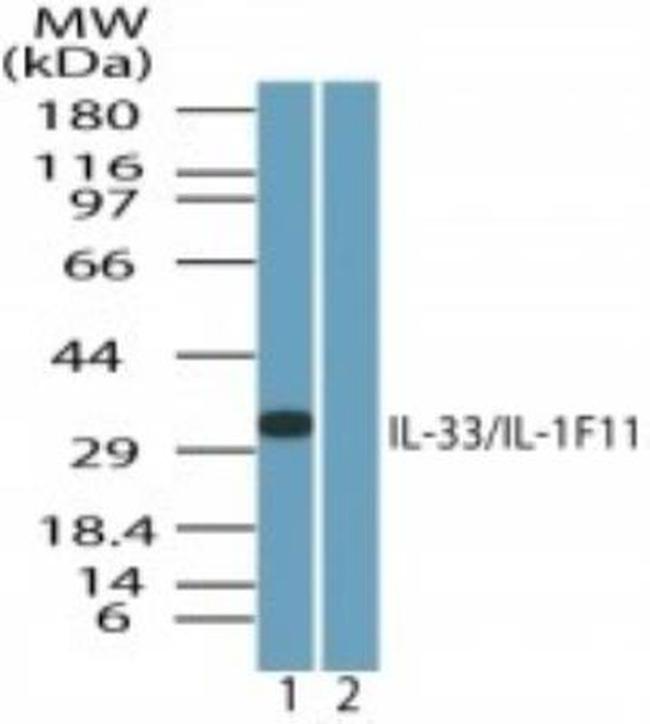 IL-33 Antibody in Western Blot (WB)