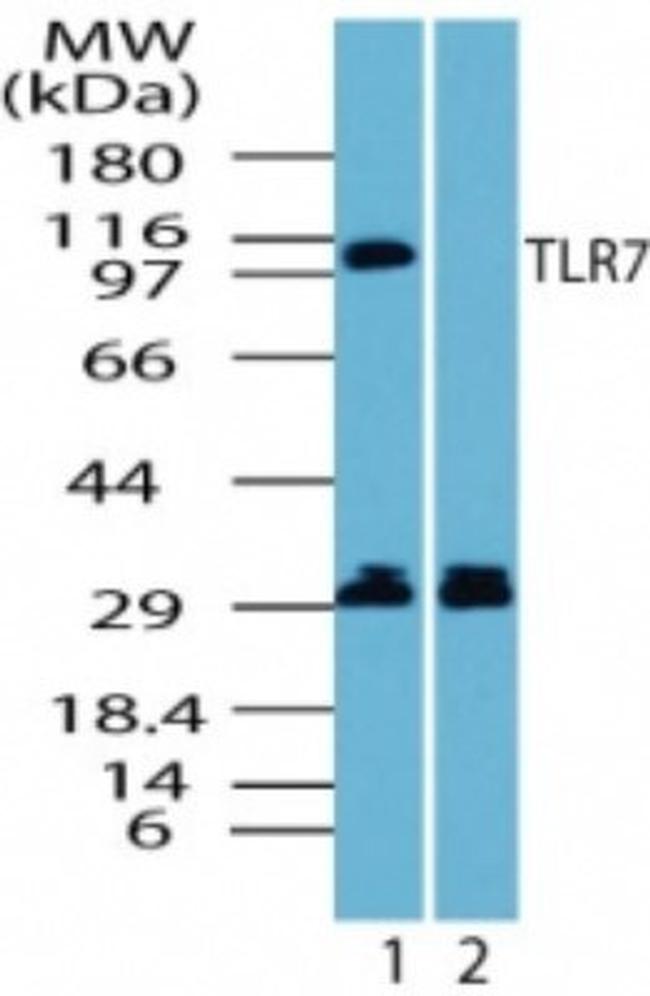 TLR7 Antibody in Western Blot (WB)