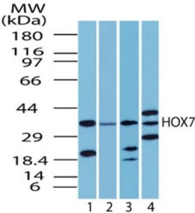 MSX1 Antibody in Western Blot (WB)