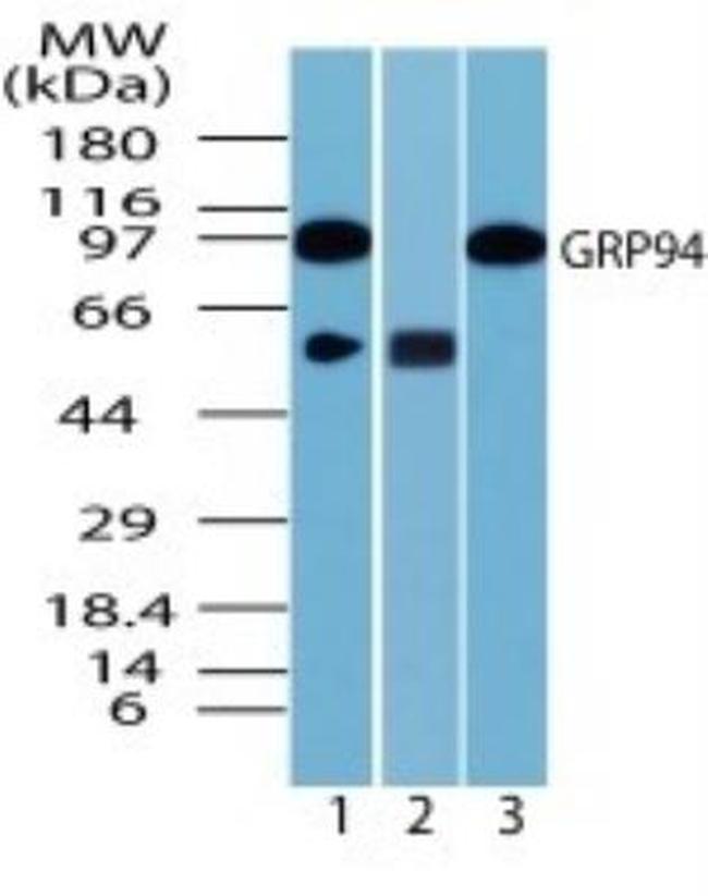 GRP94 Antibody in Western Blot (WB)