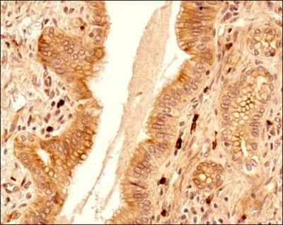 c-MAF Antibody in Immunohistochemistry (Paraffin) (IHC (P))