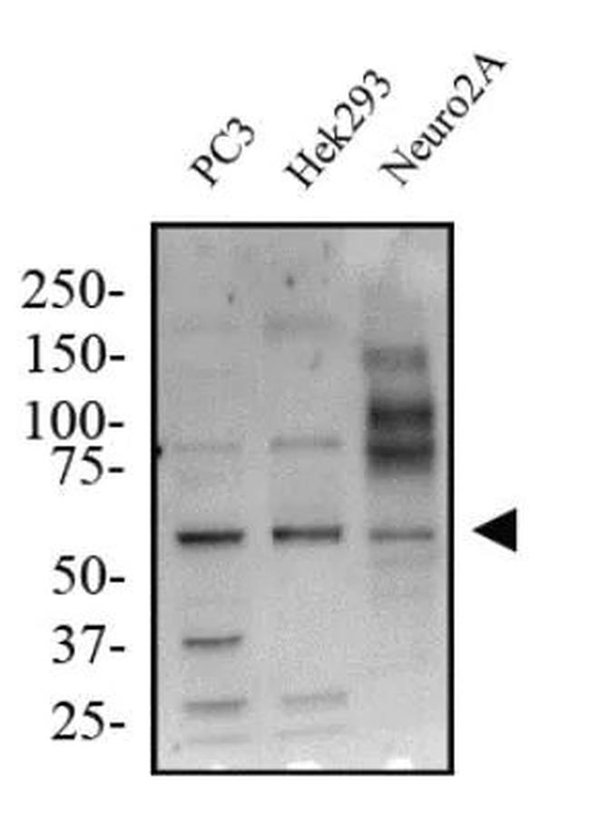 KLF4 Antibody in Western Blot (WB)